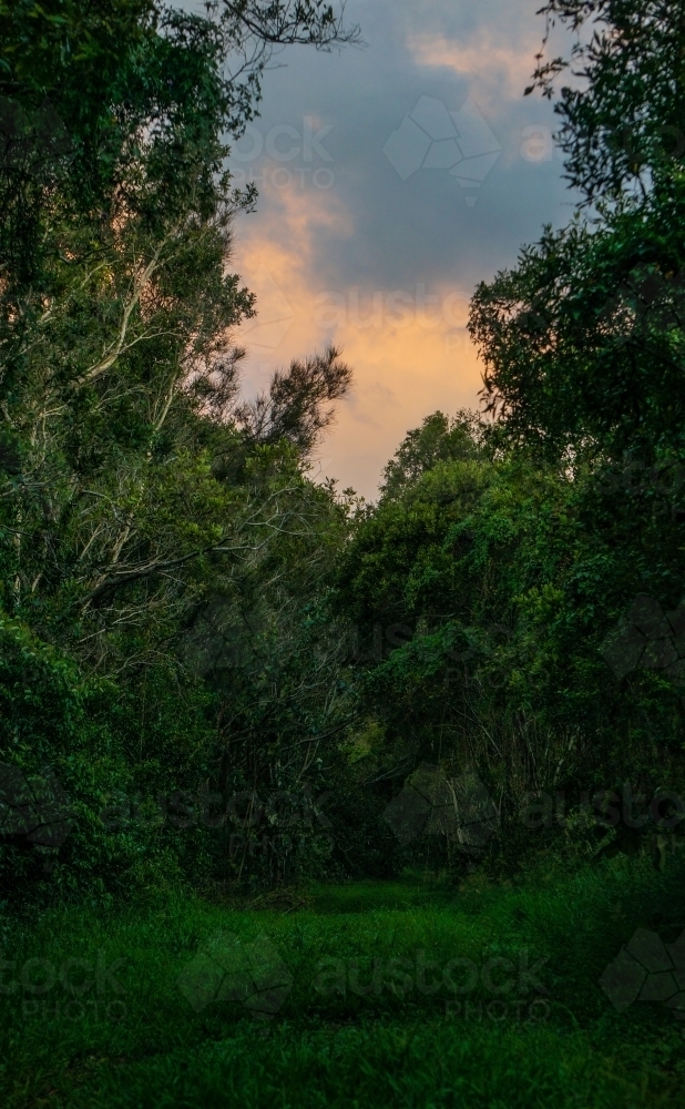 Dark moody path amongst the forest. - Australian Stock Image