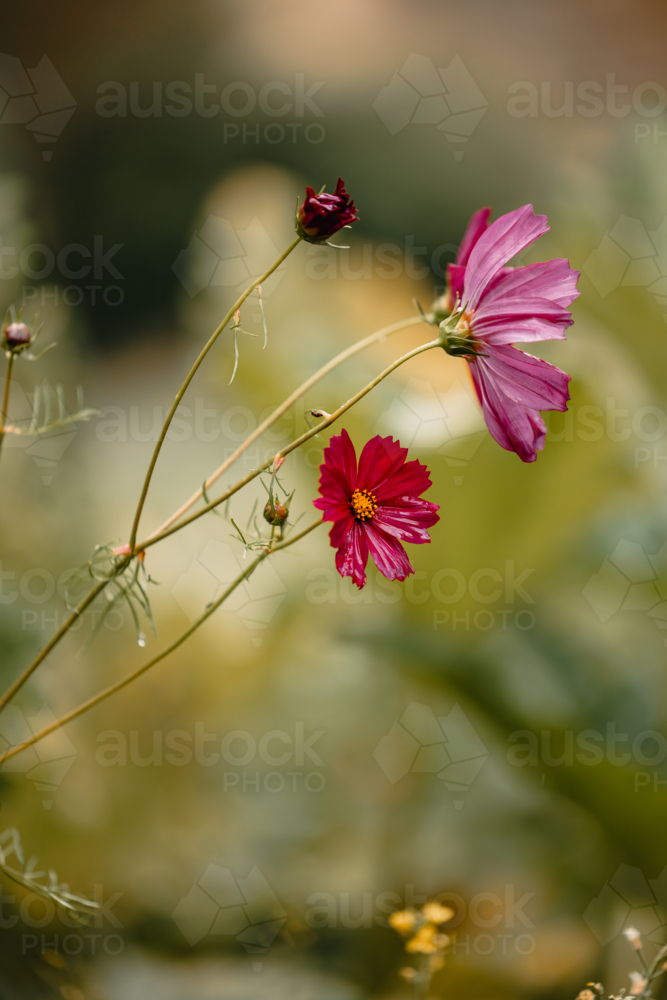 Dark pink cosmos flowers after rain with bokeh background - Australian Stock Image