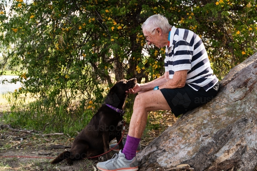 Dark red-brown Kelpie dog sitting, gazing adoringly up at old person - Australian Stock Image