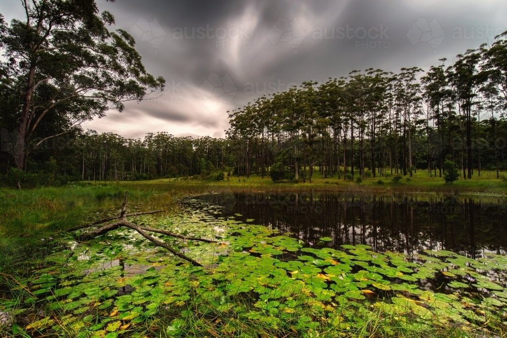 Dark skies over pond in Bellthorpe Forest - Australian Stock Image