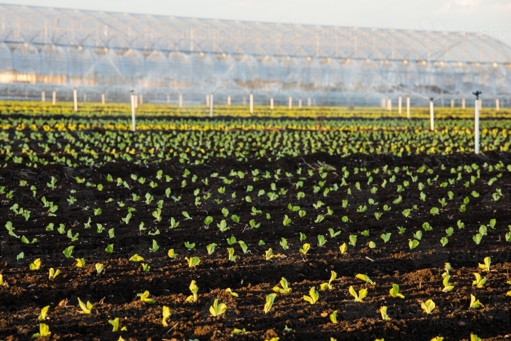 Dark soil agricultural field with irrigation system and small plants. Gatton, Queensland - Australian Stock Image