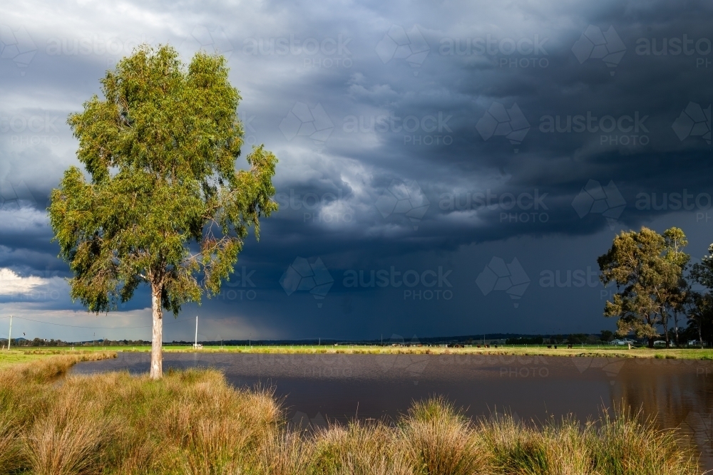 dark stormy rain clouds incoming over sunlit rural farm paddock and dam with gun tree beside water - Australian Stock Image