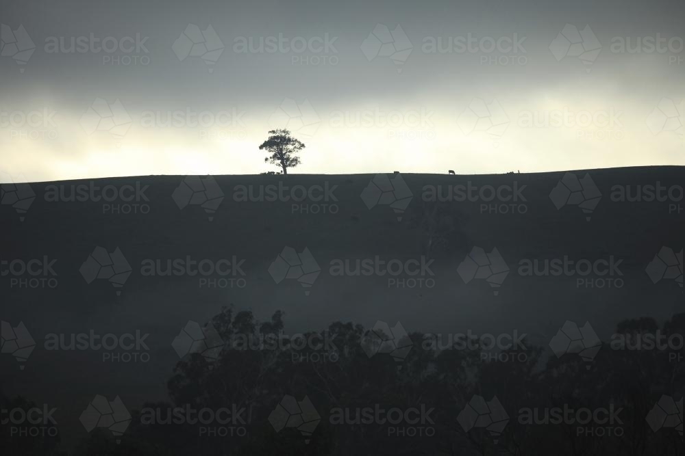 Dark sunrise across ridge with isolated tree - Australian Stock Image