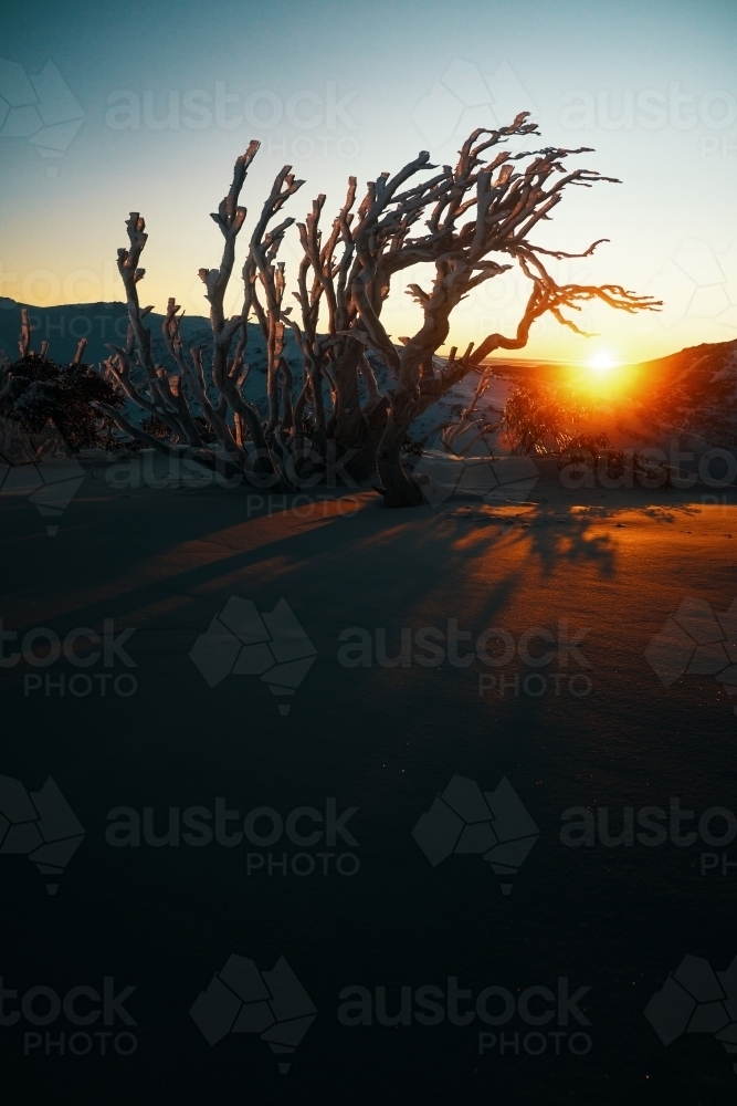 Dark sunrise through snowgum trees with ice and rime - Australian Stock Image