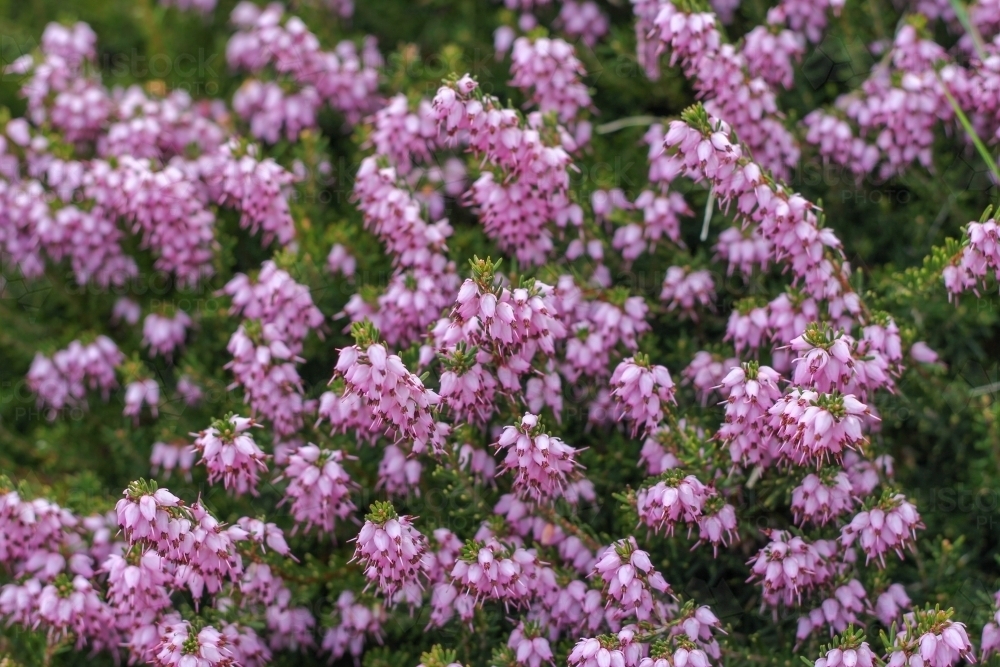 Darley dale heath in flower - Australian Stock Image