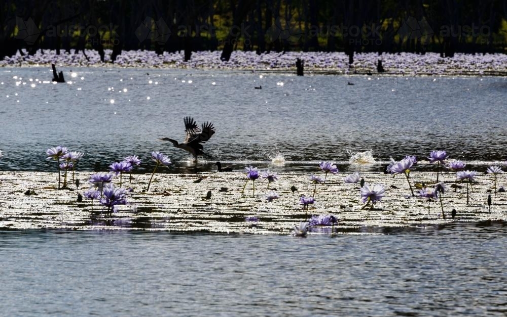 Darter taking of from lake with waterlillies and glistening golden highlights - Australian Stock Image