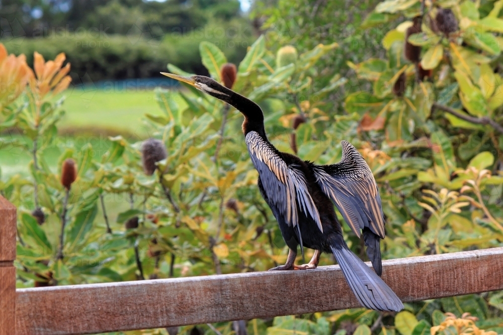 Darter with outstretched open wings Anhinga melanogaster - Australian Stock Image