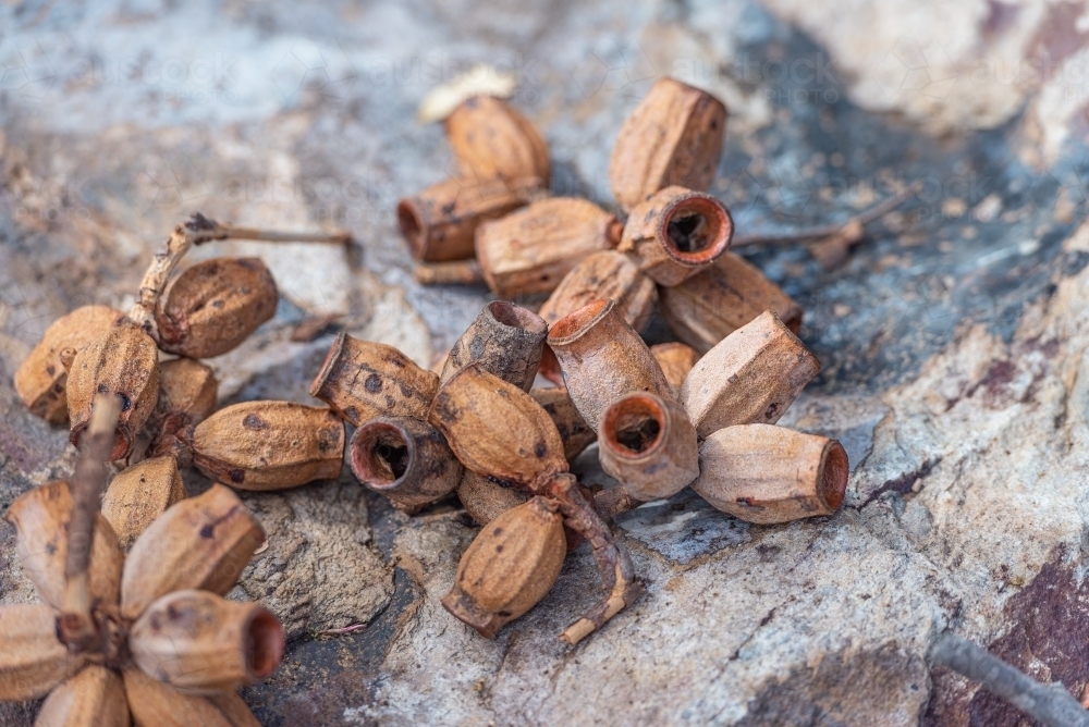 Darwin Woollybutt Nuts - Australian Stock Image