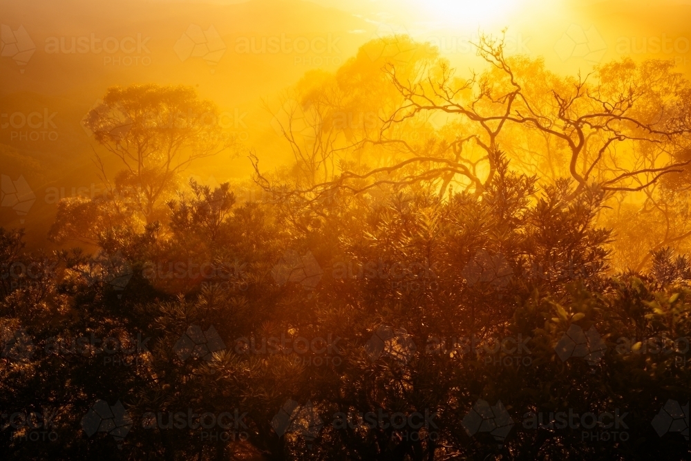 Dawns golden light breaking through mist silhouetting trees - Australian Stock Image