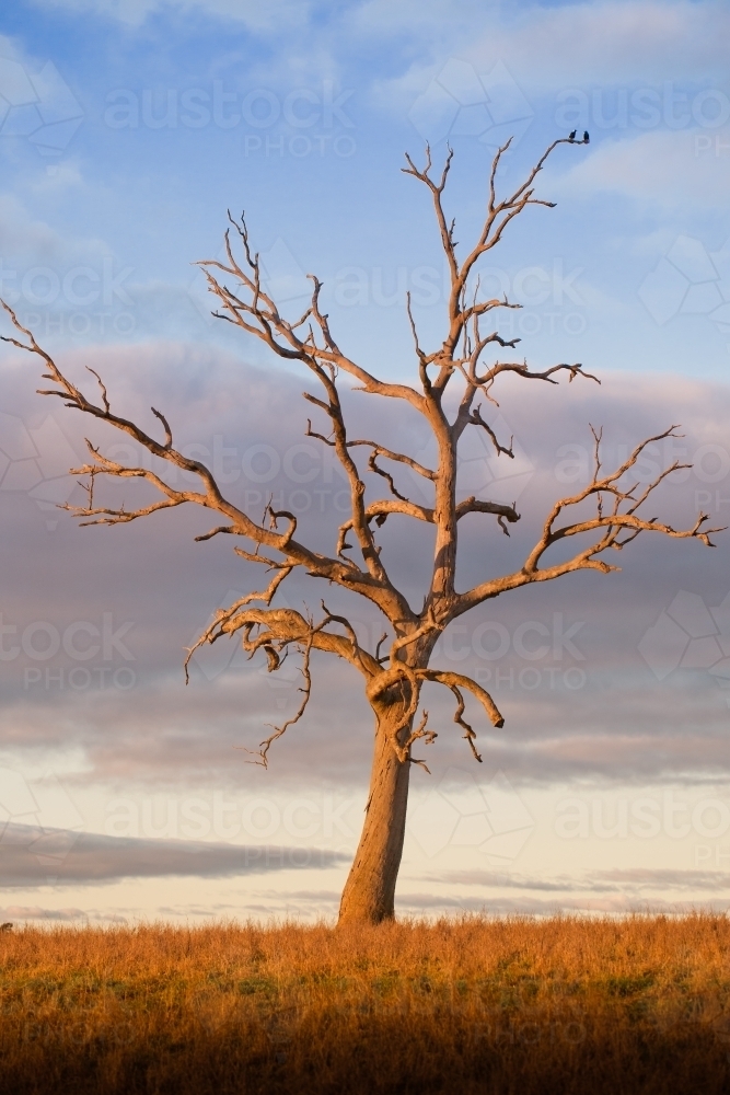 Dead eucalyptus tree in a paddock at sunset - Australian Stock Image