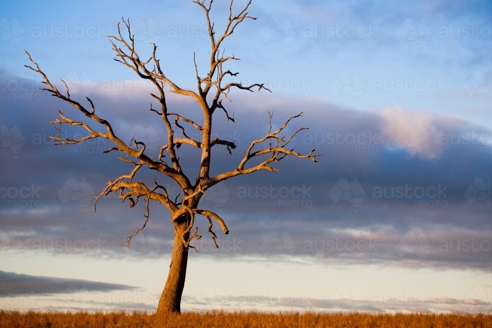Dead eucalyptus tree in a paddock at sunset - Australian Stock Image