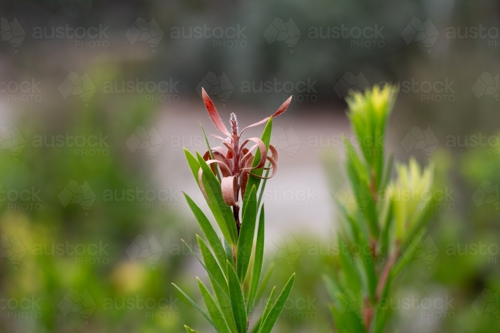 Dead flower on leucadendron shrub - Australian Stock Image