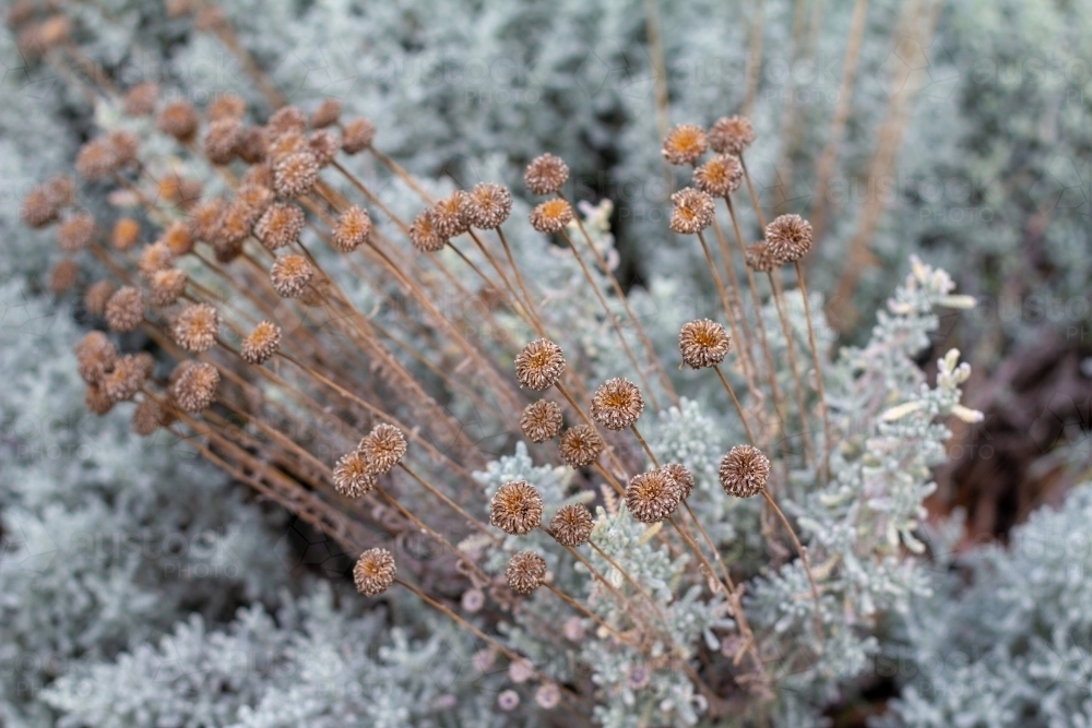 dead flowers on santolina shrub - Australian Stock Image