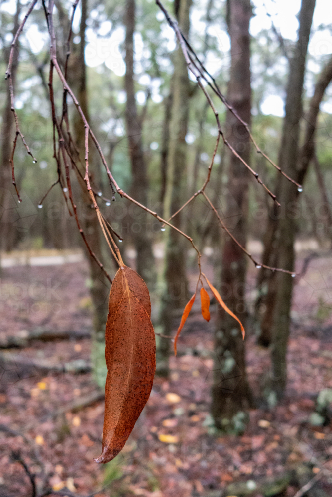 Dead gum leaf on wet tree in forest - Australian Stock Image