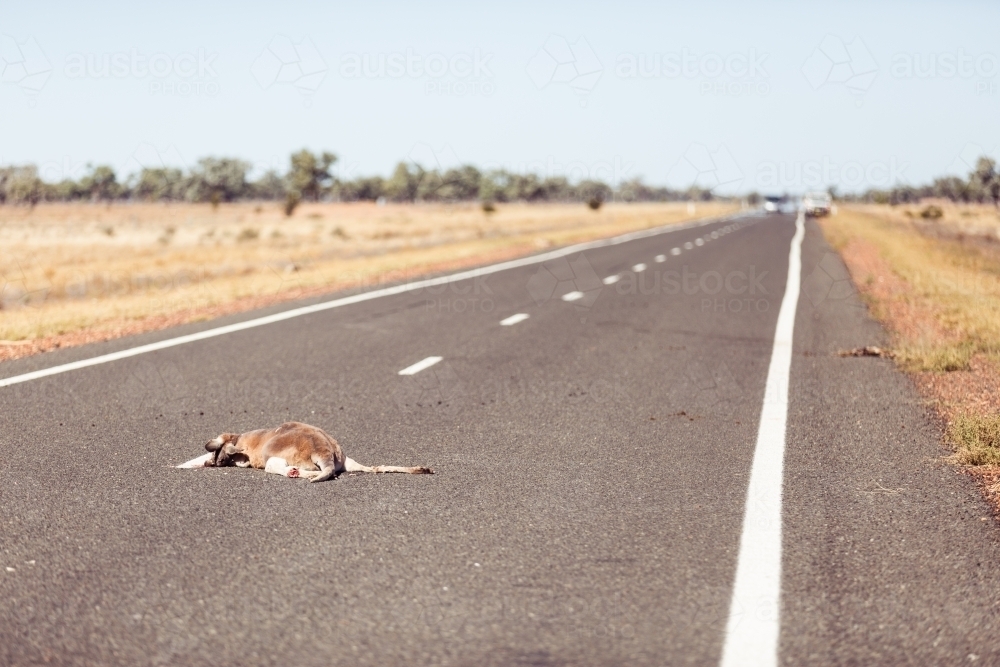 Dead kangaroo on bitumen road - Australian Stock Image