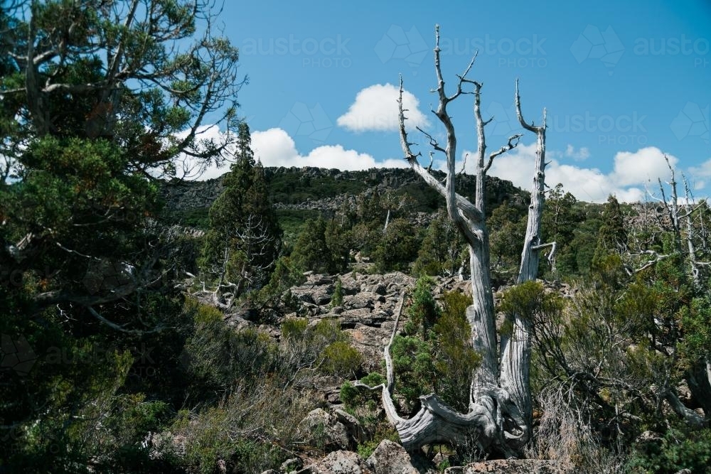 Dead Pencil Pine with bush background - Australian Stock Image