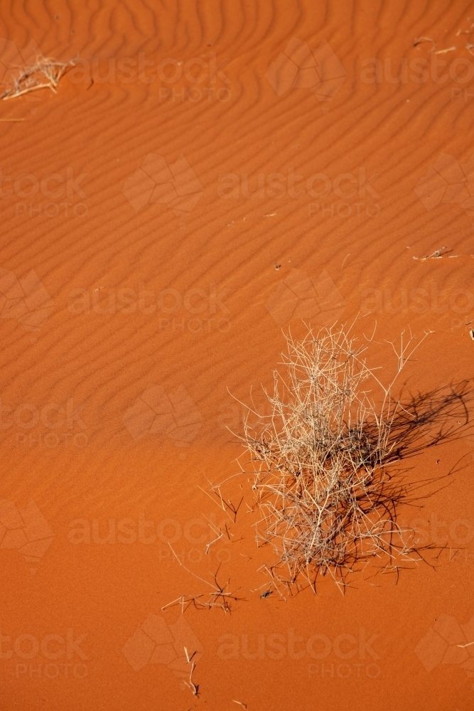 dead plant stems in red sand dune - Australian Stock Image