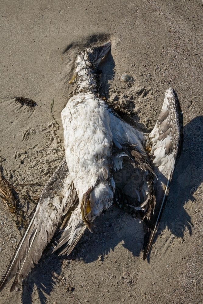 Dead seabird (Australasian Gannet) washed up on a beach - Australian Stock Image