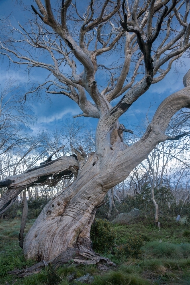 Dead snow gum with bare branches against blue stormy sky with green grass - Australian Stock Image