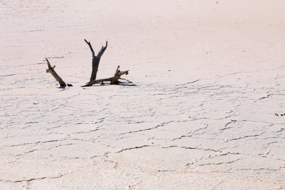 Dead sticks in salt lake bed - Australian Stock Image