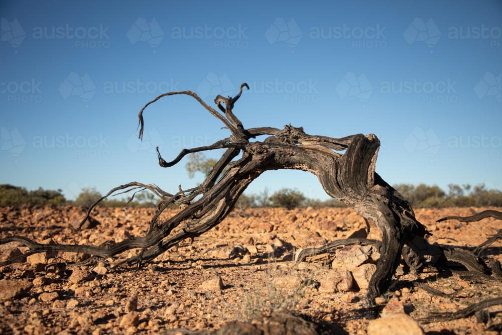 Dead tree arched over stony landscape - Australian Stock Image