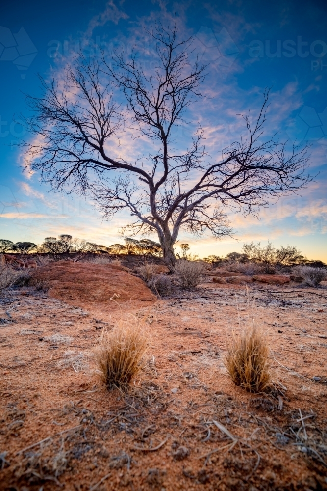 Dead tree at sunset - Australian Stock Image