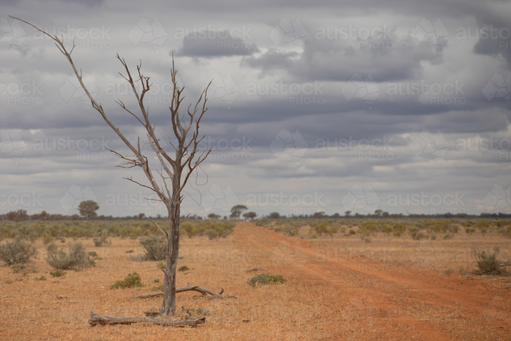 Dead tree beside a dirt track - Australian Stock Image