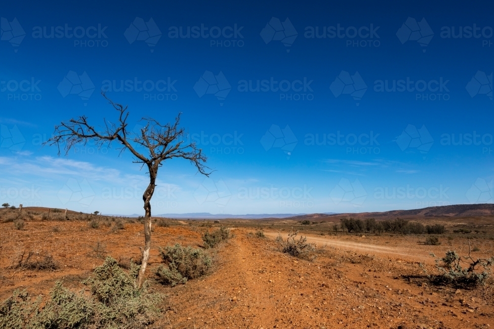 dead tree by dirt road - Australian Stock Image