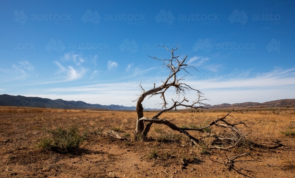 dead tree in barren landscape - Australian Stock Image