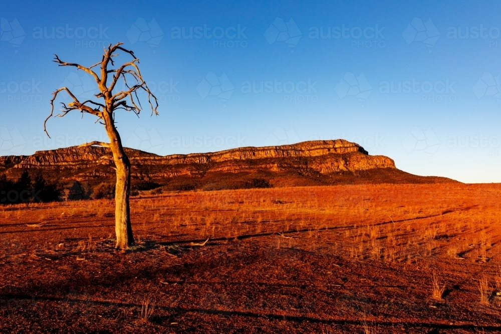 dead tree in front of ranges in afternoon light - Australian Stock Image