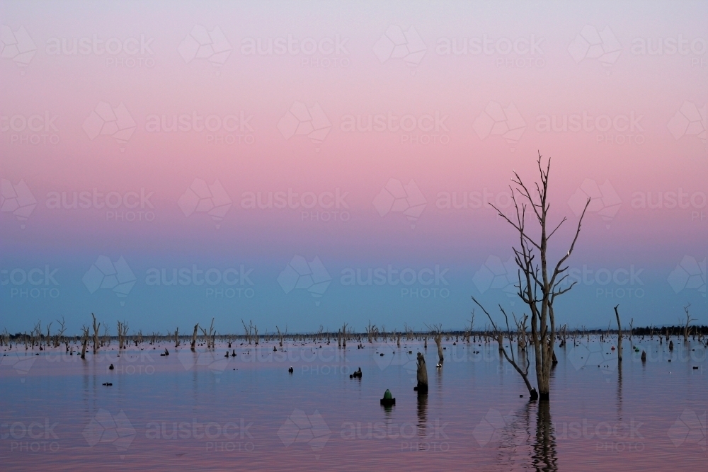 Dead tree in lake mulwala at sunset - Australian Stock Image