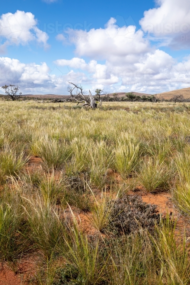 dead tree in native grasses in an outback landscape - Australian Stock Image