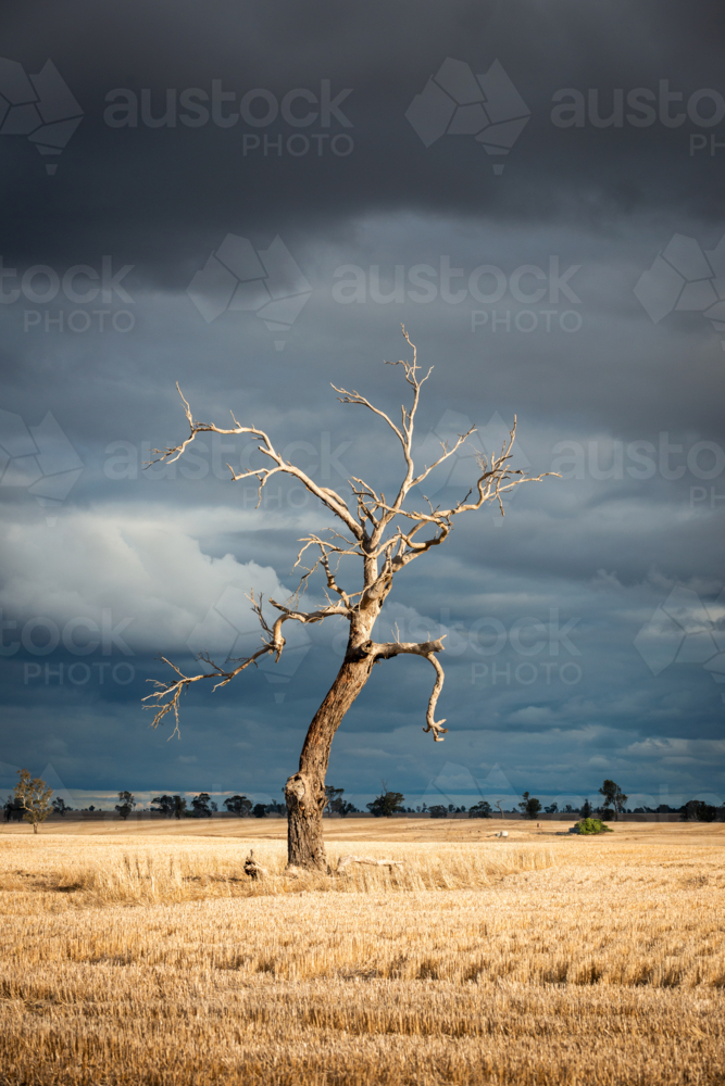 Dead Tree in Open Field with Storm Clouds - Australian Stock Image