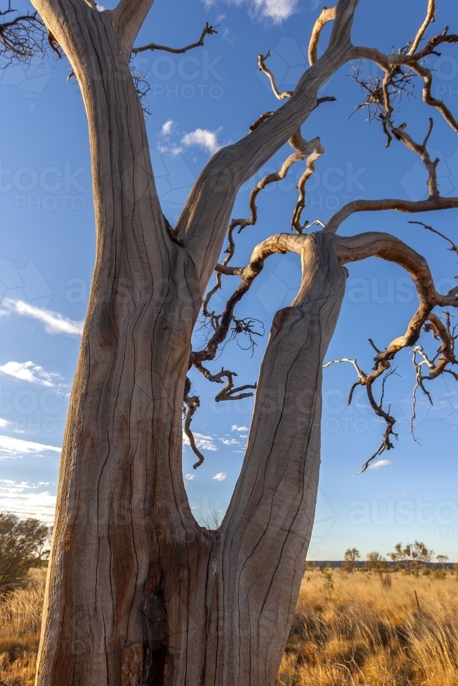 Dead tree in outback Australia - Australian Stock Image