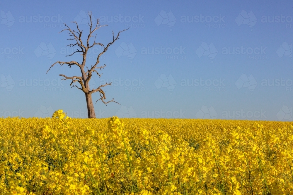 Image of Dead tree in the background of a yellow flowering canola crop ...
