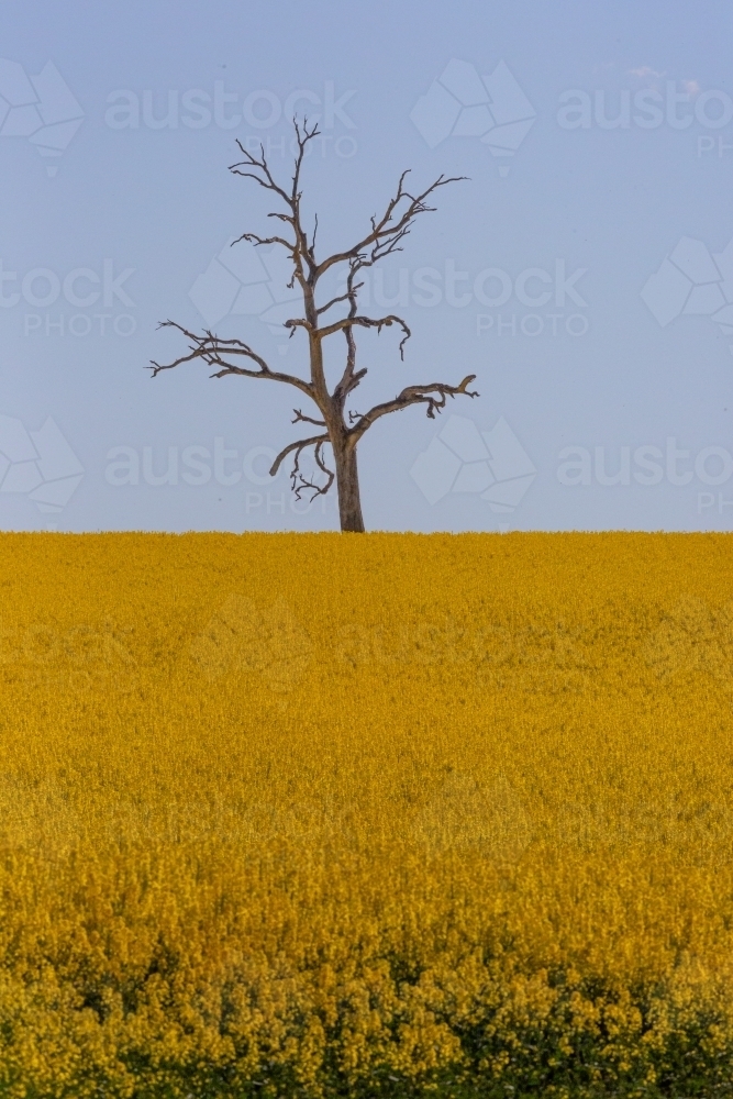 Dead tree in the background of a yellow flowering canola crop - Australian Stock Image