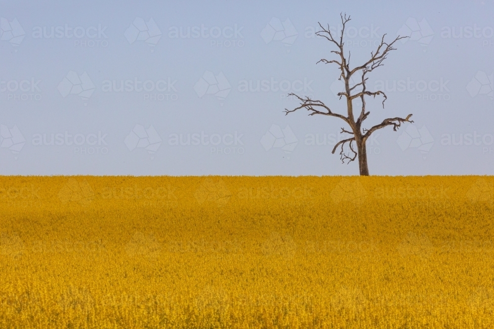Dead tree in the background of a yellow flowering canola crop - Australian Stock Image