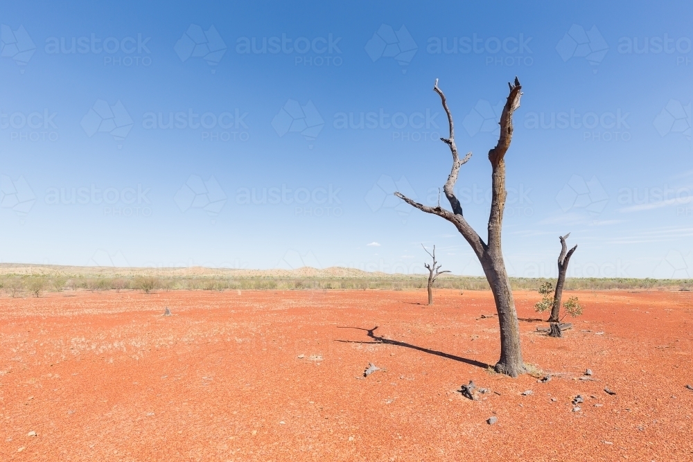 Dead tree in the dry, dusty outback of Queensland - Australian Stock Image