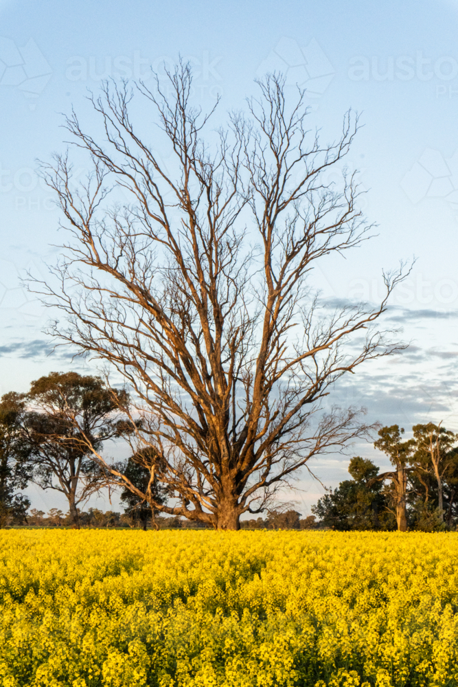 Dead tree in the middle of canola - Australian Stock Image