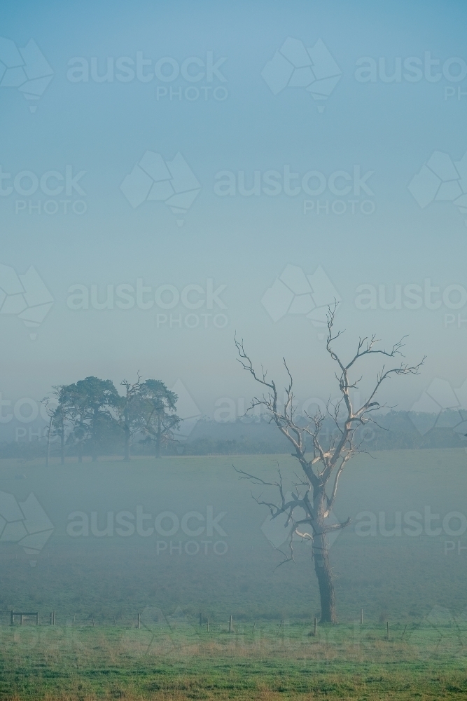 Dead tree on a misty morning - Australian Stock Image