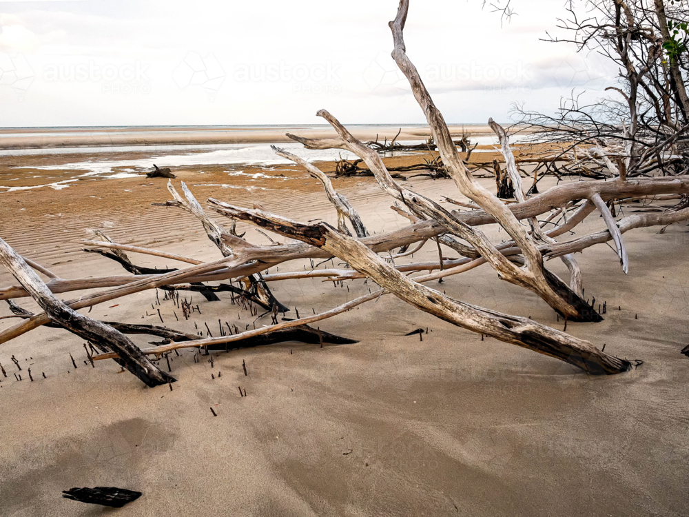 Dead tree stumps on a deserted beach - Australian Stock Image