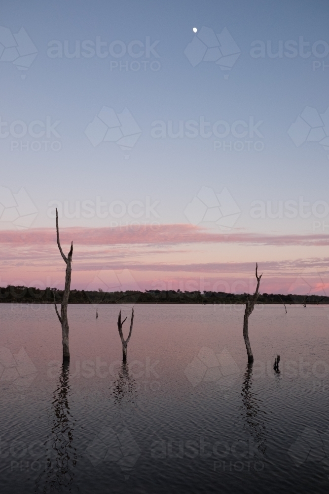 Dead tree trunks sticking out of a calm lake at dusk with moon rising in sky - Australian Stock Image