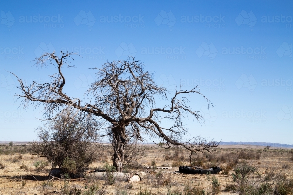 dead tree under a blue sky - Australian Stock Image