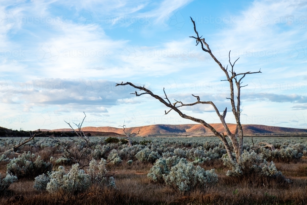 Dead tree with hills in background - Australian Stock Image