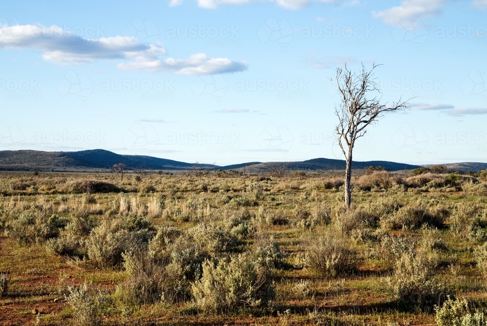 Dead tree with hills in background - Australian Stock Image