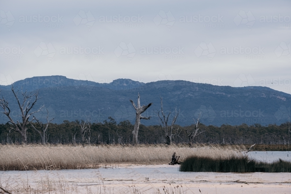 Dead trees and grasses in the lake. - Australian Stock Image