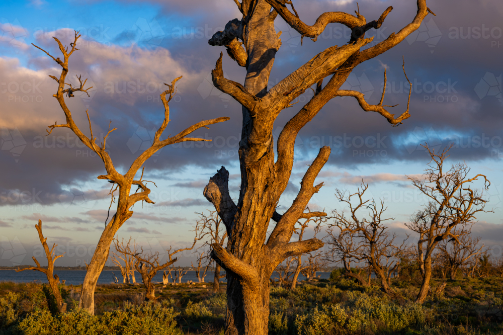 Dead trees and lake at Sunset - Australian Stock Image