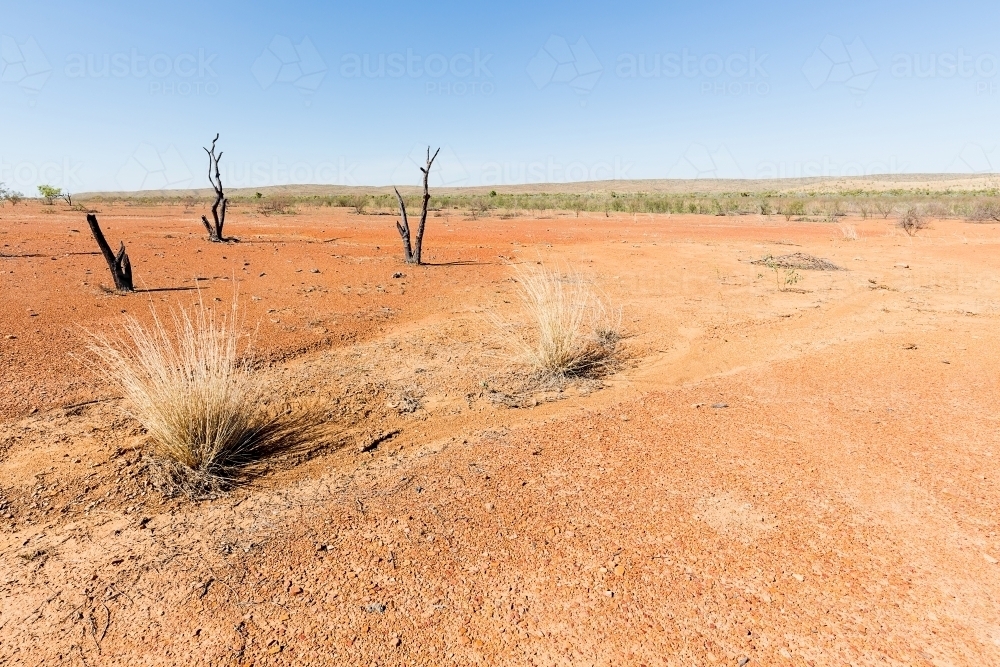 Dead trees and spinifex grass in red dirt, outback Australia - Australian Stock Image