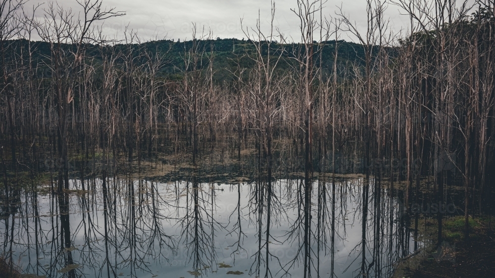 Dead Trees - Australian Stock Image