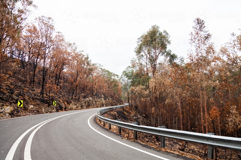 Dead trees burnt by fire on both sides of the Putty road - Australian Stock Image